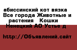 абиссинский кот вязка - Все города Животные и растения » Кошки   . Ненецкий АО,Устье д.